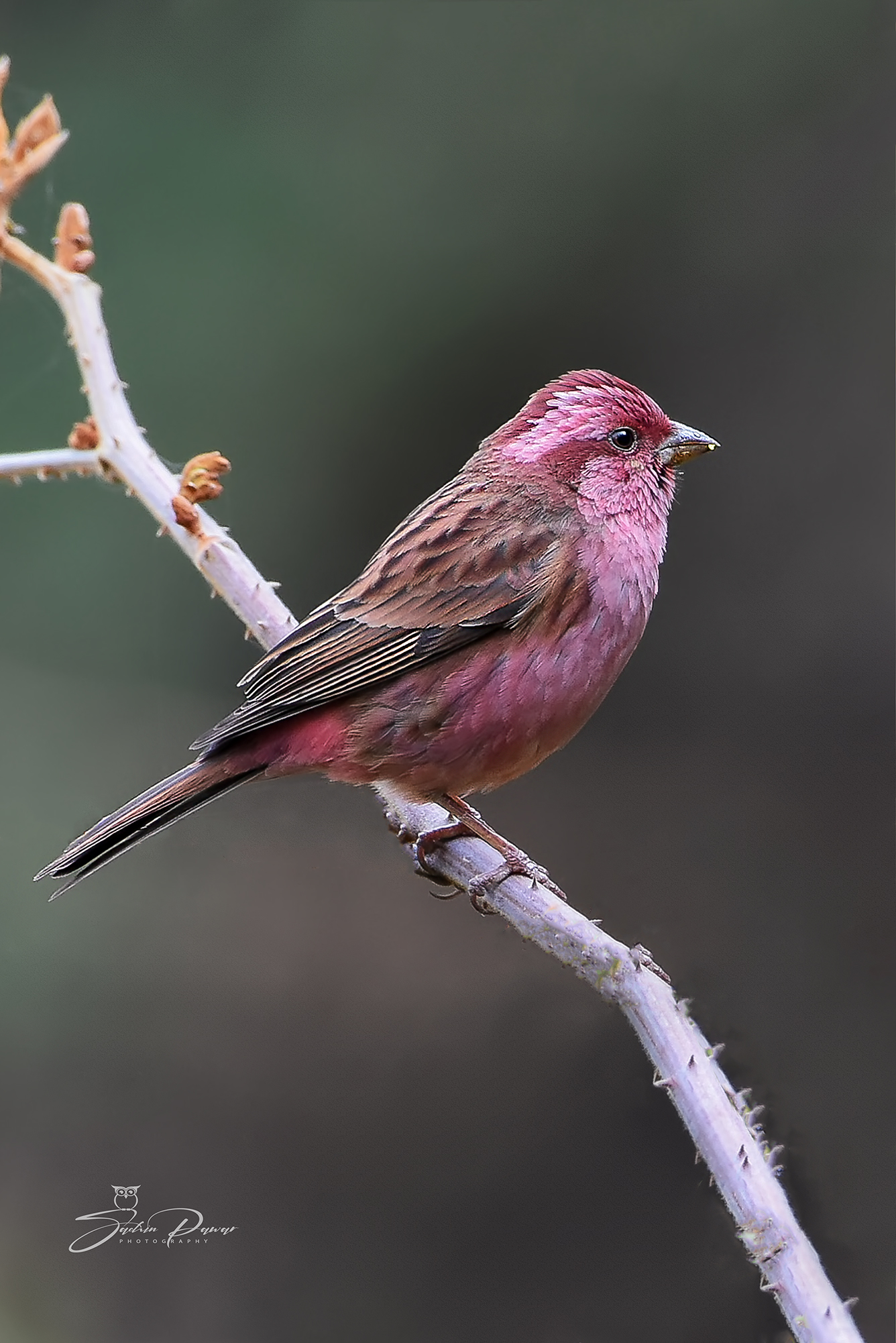 Pink-browed Rosefinch